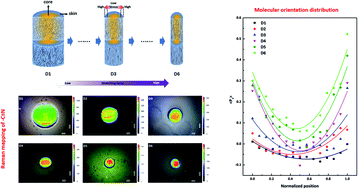 Graphical abstract: Force field induced heterogeneous molecular orientation within polyacrylonitrile monofilaments