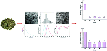 Graphical abstract: Hemostatic effect of novel carbon dots derived from Cirsium setosum Carbonisata