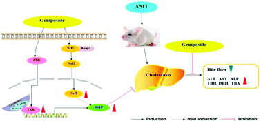 Graphical abstract: Mechanistic insights into geniposide regulation of bile salt export pump (BSEP) expression