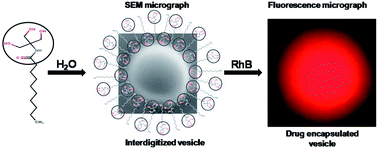 Graphical abstract: Synthesis, supramolecular organization and thermotropic phase behaviour of N-acyltris(hydroxymethyl)aminomethane