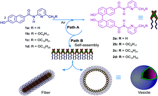 Graphical abstract: First in situ vesicular self-assembly of ‘binols’ generated by a two-component aerobic oxidation reaction