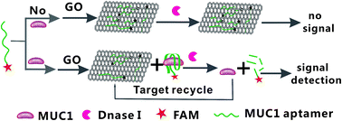 Graphical abstract: Ultrasensitive fluorescent aptasensor for MUC1 detection based on deoxyribonuclease I-aided target recycling signal amplification