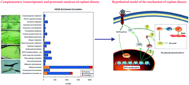 Graphical abstract: Integration of transcriptome and proteome analyses reveal molecular mechanisms for formation of replant disease in Nelumbo nucifera