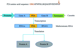 Graphical abstract: Exchanging the order of carotenogenic genes linked by porcine teschovirus-1 2A peptide enable to optimize carotenoid metabolic pathway in Saccharomyces cerevisiae