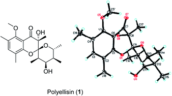Graphical abstract: Polyellisin, a novel polyketide from cultures of the basidiomycete Polyporus ellisii