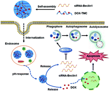Graphical abstract: Synthesis, antitumor activity and molecular mechanism of doxorubicin conjugated trimethyl-chitosan polymeric micelle loading Beclin1 siRNA for drug-resisted bladder cancer therapy