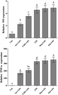 Graphical abstract: Chinese liquor extract enhances inflammation resistance in RAW 264.7 and reduces aging in Caenorhabditis elegans