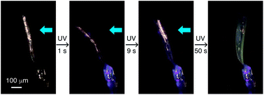 Graphical abstract: Two-step photomechanical motion of a dibenzobarrelene crystal