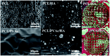 Graphical abstract: Modification of 3D printed PCL scaffolds by PVAc and HA to enhance cytocompatibility and osteogenesis