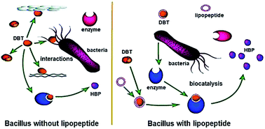 Graphical abstract: A lipopeptide biosurfactant from Bacillus sp. Lv13 and their combined effects on biodesulfurization of dibenzothiophene