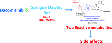 Graphical abstract: Characterization of reactive intermediates formation in dacomitinib metabolism and bioactivation pathways elucidation by LC-MS/MS: in vitro phase I metabolic investigation