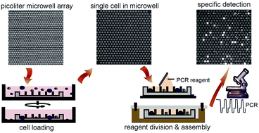 Graphical abstract: One step DNA amplification of mammalian cells in picoliter microwell arrays
