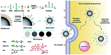 Graphical abstract: Surface design and preparation of multi-functional magnetic nanoparticles for cancer cell targeting, therapy, and imaging