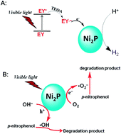 Graphical abstract: Visible-light-driven H2 production and decomposition of 4-nitrophenol over nickel phosphides