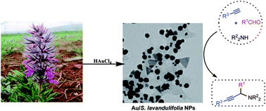 Graphical abstract: Green synthesis of Au nanoparticles using an aqueous extract of Stachys lavandulifolia and their catalytic performance for alkyne/aldehyde/amine A3 coupling reactions