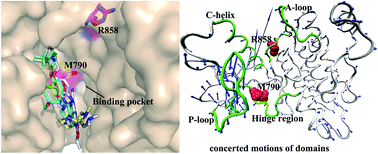 Graphical abstract: Effect of double mutations T790M/L858R on conformation and drug-resistant mechanism of epidermal growth factor receptor explored by molecular dynamics simulations