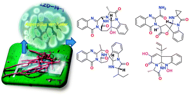 Graphical abstract: Versiquinazolines L–Q, new polycyclic alkaloids from the marine-derived fungus Aspergillus versicolor