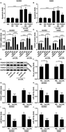 Graphical abstract: miR-183-96-182 clusters alleviated ox-LDL-induced vascular endothelial cell apoptosis in vitro by targeting FOXO1