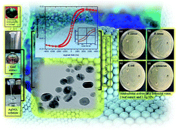 Graphical abstract: Green synthesis of bio-molecule encapsulated magnetic silver nanoparticles and their antibacterial activity