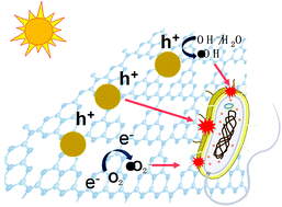 Graphical abstract: AgBr/g-C3N4 nanocomposites for enhanced visible-light-driven photocatalytic inactivation of Escherichia coli