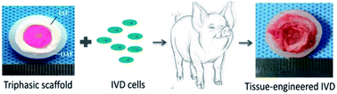 Graphical abstract: Fabrication of a novel whole tissue-engineered intervertebral disc for intervertebral disc regeneration in the porcine lumbar spine