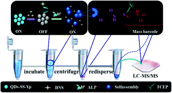 Graphical abstract: Sensitive and accurate detection of ALP activity using a fluorescence on–off–on switch and mass barcode signal amplification