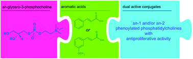 Graphical abstract: Synthesis and biological evaluation of phosphatidylcholines with cinnamic and 3-methoxycinnamic acids with potent antiproliferative activity