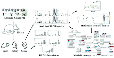 Graphical abstract: Tissue metabolomics study to reveal the toxicity of a traditional Tibetan medicine ‘Renqing Changjue’ in rats