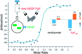 Graphical abstract: Comparative thermodynamic analysis in solution of a next generation antibody mimetic to VEGF