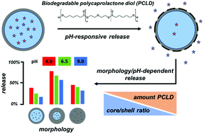 Graphical abstract: Morphology-dependent pH-responsive release of hydrophilic payloads using biodegradable nanocarriers