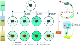 Graphical abstract: Chalcopyrite bioleaching of an in situ leaching system by introducing different functional oxidizers