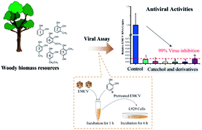Graphical abstract: Structure-dependent antiviral activity of catechol derivatives in pyroligneous acid against the encephalomycarditis virus