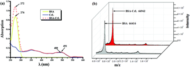 Graphical abstract: Schiff base complex conjugates of bovine serum albumin as artificial metalloenzymes for eco-friendly enantioselective sulfoxidation