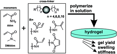 Graphical abstract: Triazole-based cross-linkers in radical polymerization processes: tuning mechanical properties of poly(acrylamide) and poly(N,N-dimethylacrylamide) hydrogels
