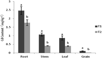 Graphical abstract: Effect of different forms of N fertilizers on the hyperaccumulator Solanum nigrum L. and maize in intercropping mode under Cd stress