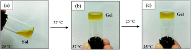 Graphical abstract: The potential use of thermosensitive chitosan/silk sericin hydrogels loaded with longan seed extract for bone tissue engineering