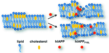 Graphical abstract: Cholesterol-sensing role of phenylalanine in the interaction of human islet amyloid polypeptide with lipid bilayers