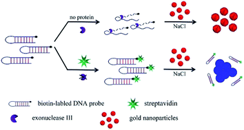 Graphical abstract: Colorimetric detection of protein via the terminal protection of small-molecule-linked DNA and unmodified gold nanoparticles