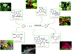 Graphical abstract: Applications of Friedel–Crafts reactions in total synthesis of natural products