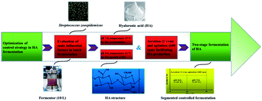 Graphical abstract: Efficient production of high-molecular-weight hyaluronic acid with a two-stage fermentation