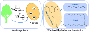 Graphical abstract: Co-production of fully renewable medium chain α-olefins and bio-oil via hydrothermal liquefaction of biomass containing polyhydroxyalkanoic acid