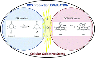 Graphical abstract: Silica modification of titania nanoparticles enhances photocatalytic production of reactive oxygen species without increasing toxicity potential in vitro