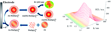 Graphical abstract: Electrochemiluminescence of gold nanoparticles and gold nanoparticle-labelled antibodies as co-reactants