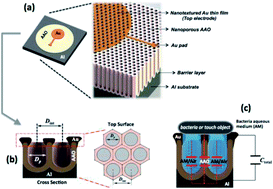 Graphical abstract: The influence of the morphological characteristics of nanoporous anodic aluminium oxide (AAO) structures on capacitive touch sensor performance: a biological application