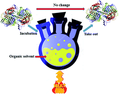 Graphical abstract: Characterization of immobilized tyrosinase – an enzyme that is stable in organic solvent at 100 °C
