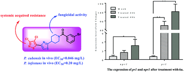 Graphical abstract: Design, synthesis and fungicidal activity of isothiazole–thiazole derivatives