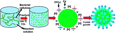 Graphical abstract: Facile synthesis of urchin-like CsxWO3 particles with improved transparent thermal insulation using bacterial cellulose as a template