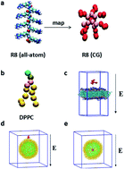 Graphical abstract: The penetration of a charged peptide across a membrane under an external electric field: a coarse-grained molecular dynamics simulation
