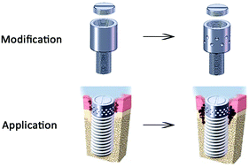 Graphical abstract: Roles of a new drug-delivery healing abutment in the prevention and treatment of peri-implant infections: a preliminary study