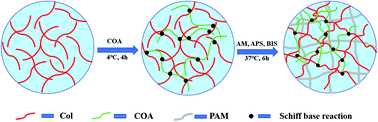 Graphical abstract: Tough and tissue-adhesive polyacrylamide/collagen hydrogel with dopamine-grafted oxidized sodium alginate as crosslinker for cutaneous wound healing